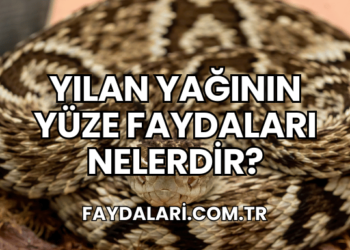 Yılan Yağının Yüze Faydaları Nelerdir?