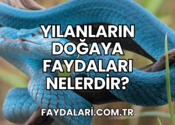 Yılanların Doğaya Faydaları Nelerdir?