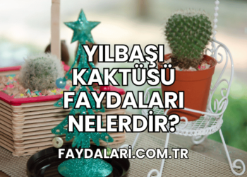 Yılbaşı Kaktüsü faydaları Nelerdir?