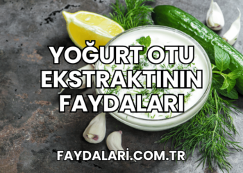 Yoğurt Otu Ekstraktının Faydaları