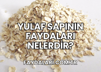 Yulaf Sapının Faydaları Nelerdir?