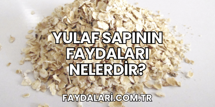 Yulaf Sapının Faydaları Nelerdir?