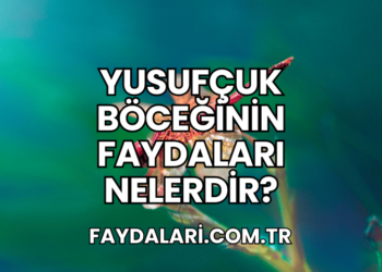 Yusufçuk Böceğinin Faydaları Nelerdir?