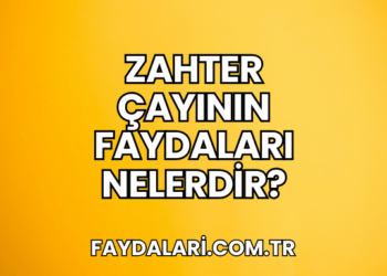 Zahter Çayının Faydaları Nelerdir?