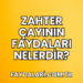 Zahter Çayının Faydaları Nelerdir?