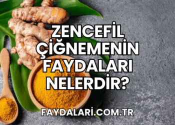 Zencefil Çiğnemenin Faydaları Nelerdir?