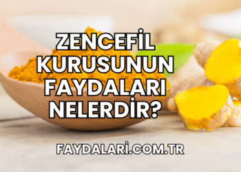 Zencefil Kurusunun Faydaları Nelerdir?