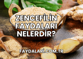 Zencefilin Faydaları Nelerdir?