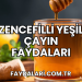Zencefilli Yeşil Çayın Faydaları