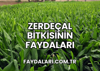 Zerdeçal Bitkisinin Faydaları