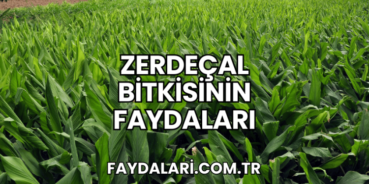 Zerdeçal Bitkisinin Faydaları