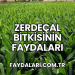 Zerdeçal Bitkisinin Faydaları