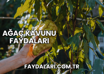 Ağaç Kavunu Faydaları
