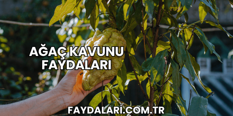Ağaç Kavunu Faydaları
