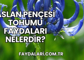 Aslan Pençesi Tohumu Faydaları Nelerdir?