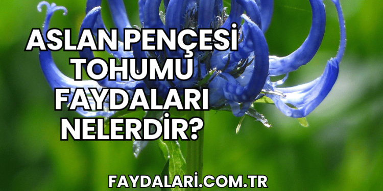 Aslan Pençesi Tohumu Faydaları Nelerdir?