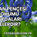 Aslan Pençesi Tohumu Faydaları Nelerdir?