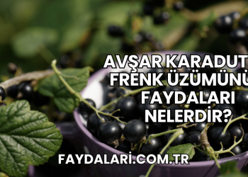 Avşar Karadut ve Frenk Üzümünün Faydaları Nelerdir?