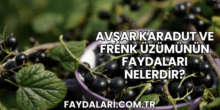 Avşar Karadut ve Frenk Üzümünün Faydaları Nelerdir?