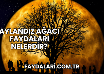 Aylandız Ağacı Faydaları Nelerdir?