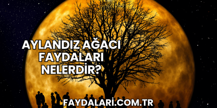 Aylandız Ağacı Faydaları Nelerdir?