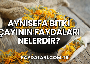 Aynısefa Bitki Çayının Faydaları Nelerdir?