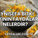 Aynısefa Bitki Çayının Faydaları Nelerdir?