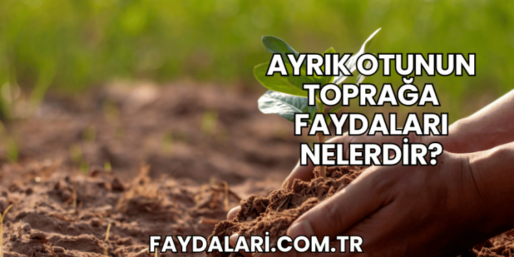 Ayrık Otunun Toprağa Faydaları Nelerdir?