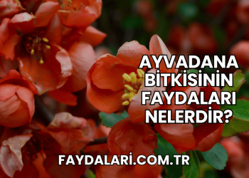Ayvadana Bitkisinin Faydaları Nelerdir?