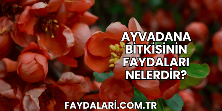 Ayvadana Bitkisinin Faydaları Nelerdir?