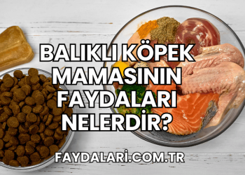 Balıklı Köpek Mamasının Faydaları Nelerdir?