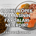 Balıklı Köpek Mamasının Faydaları Nelerdir?