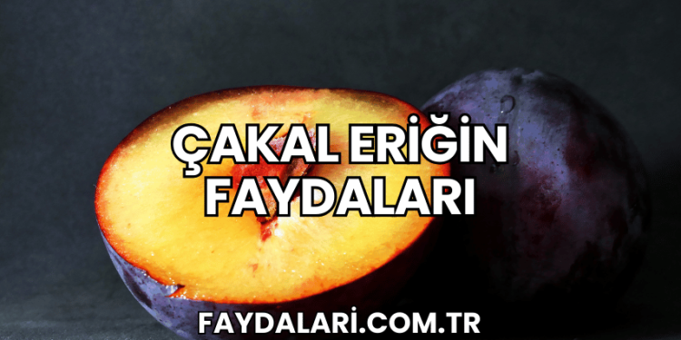 Çakal Eriğin Faydaları