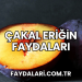 Çakal Eriğin Faydaları