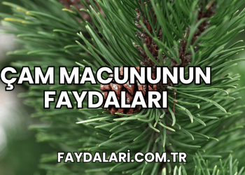 Çam Macununun Faydaları