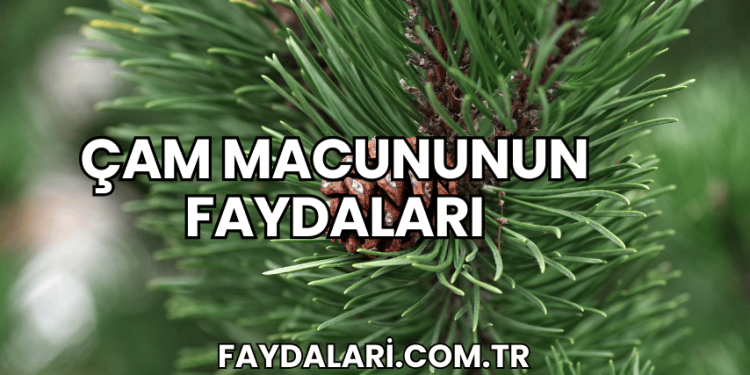 Çam Macununun Faydaları