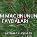 Çam Macununun Faydaları