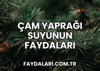 Çam Yaprağı Suyunun Faydaları