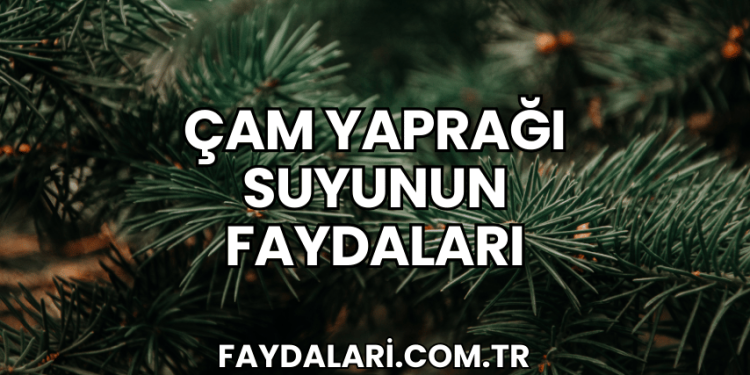 Çam Yaprağı Suyunun Faydaları
