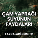 Çam Yaprağı Suyunun Faydaları