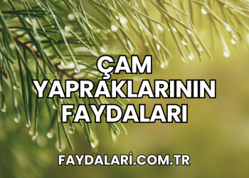 Çam Yapraklarının Faydaları