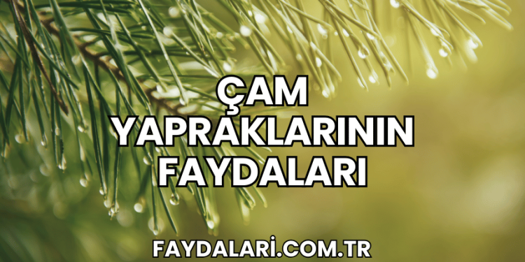 Çam Yapraklarının Faydaları