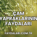 Çam Yapraklarının Faydaları