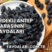 Çekirdekli Antep Karasının Faydaları