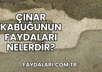 Çınar Kabuğunun Faydaları Nelerdir?