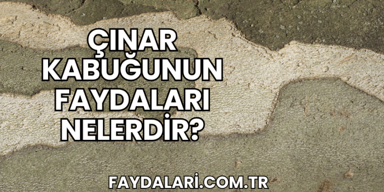 Çınar Kabuğunun Faydaları Nelerdir?