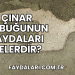 Çınar Kabuğunun Faydaları Nelerdir?