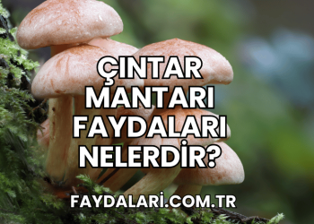 Çıntar Mantarı Faydaları Nelerdir?