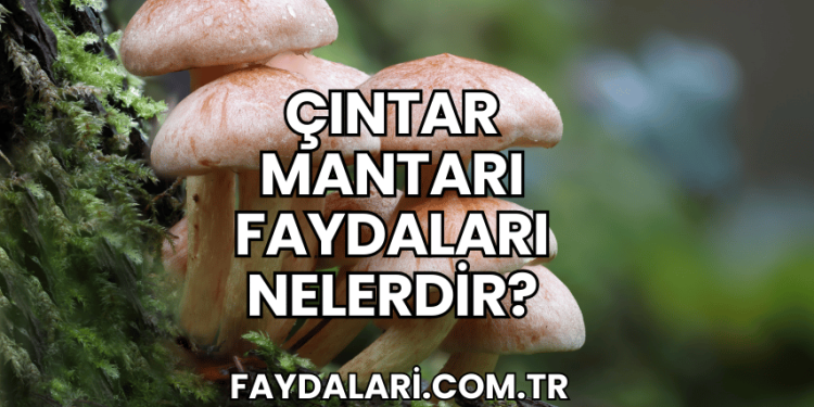 Çıntar Mantarı Faydaları Nelerdir?