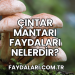 Çıntar Mantarı Faydaları Nelerdir?
